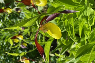 Orchids with large yellow central petals, with three red petals jutting out around them
