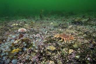 A seabed showing an abundance of seastars and other brightly coloured marine life