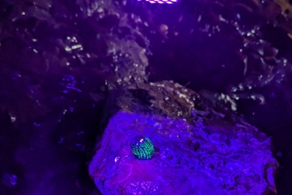 On a purple rock, a small lump glows bright blue in small lines.