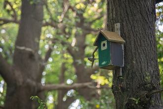 Blue tit nest low wood