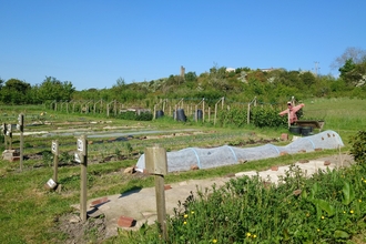 Image showing the allotment space at Stirley with rows of produce growing and Castle Hill in the background