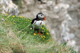 A puffin stands among a patch of yellow flowers and green leaves. The white cliff edge can be seen in the background.