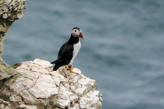A puffin perches on a white chalk ledge and looks out over a grey/blue sea.