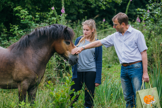 Exmoor Pony. Photo Credit L.Davenhill