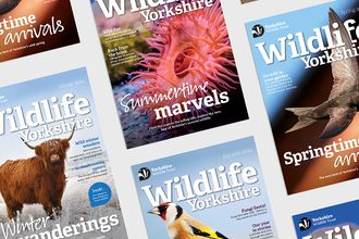A selection of Wildlife Yorkshire front covers