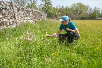 Wild Ingleborough Upland Plant Nursery - Sara Spillett