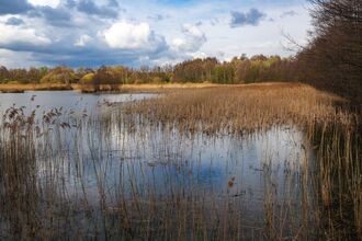Potteric Carr Wetland View
