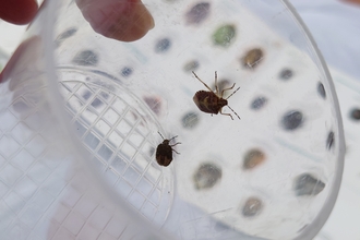 Invertebrate Survey