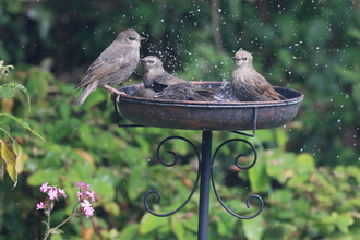 group of starlings in a bird bath in a garden. water droplets are splashing in the air.some are in it, some are perched round the edge, there are 4 birds.