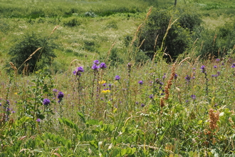 Purple and yellow wildflowers in the foreground and a lush green meadow in the background.