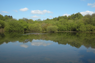 view of a lake on a nature reserve, the trees at the other side lining the lake are reflecting in the water on a bright blue sky day.