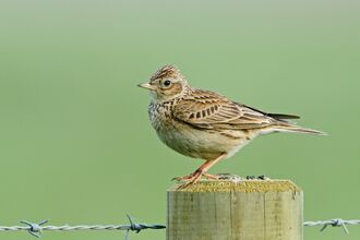 skylark