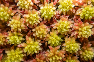 Sphagnum moss - Sara Spillett