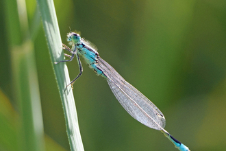 Side view of a male blue-tailed damselfly clinging to a stalk.
