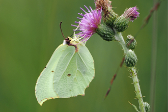 A pale green brimstone butterfly hangs from a pink marsh thistle flower, using its proboscis to feed.