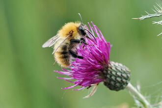A common carder bee gathers pollen from a purple marsh thistle flower.