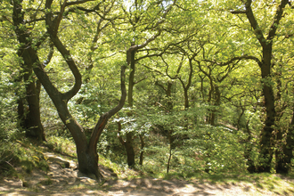 View of an ancient woodland