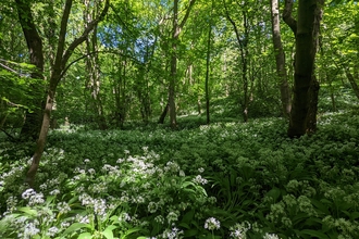 A carpet of white-headed wild garlic spreads out beneath green trees