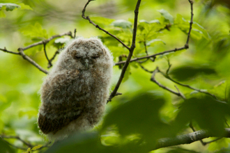 A tawny owl chick perched on a branch
