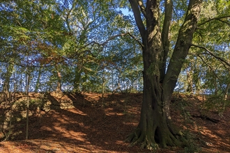 An orange carpet of leaves with a spreading green canopy overhead, and a large beech tree off to the right.