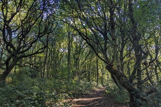 A huge and twisting tree canopy arches over a woodland path
