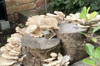 Photo of inoculated logs with fungi on them