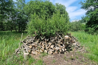 A small pile of branches in front of a regrowing stand