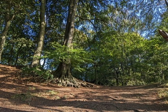 Beech trees with an orange carpet of leaves