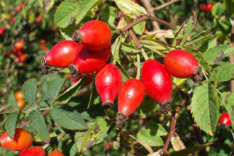 Rose hips in a hedge