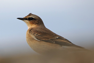 Close-up side view of a wheatear perching on a low roof in front of a pale blue sky.
