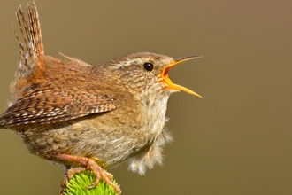 A brown Wren with its beak wide open 