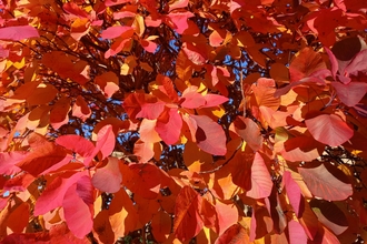 Red leaves