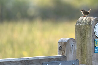 A wren perched on top of a gatepost