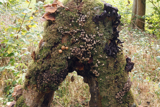 A mossy tree arch is covered in various different types of fungi.