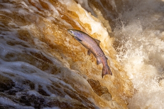 An Atlantic Salmon jumping up stream