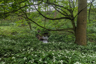 Wild garlic in a wood surrounded by trees. 