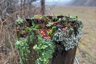 an array of lichen an dmoss on top of a wooden post on a nature reserve. it looks like a mini magical world