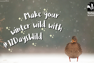 Make your winter wild with 12 days wild - duck standing on snow graphic with text overlay