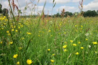 A vibrant field of green grass dotted with bright yellow flowers under a clear blue sky.