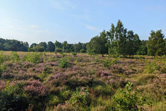 view of purple heather in bloom on lowland heathland on a nature reserve. There are some tres in the distant horizon and the sky is blue