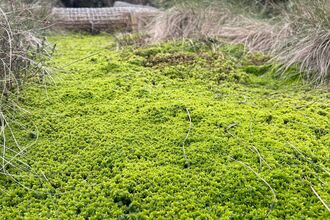 A green carpet of sphagnum moss running along a gully