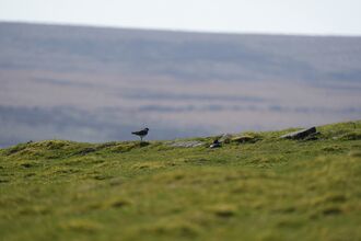 A lapwing stood on open moorland