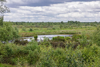A large field featuring several trees and a serene pond in the centre, surrounded by lush greenery.