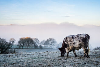 a brown and whiote speckled cow grazing in the winter on a sloping grassy hill on a nature reserve. There is low level mist and it looks chilly and frosty.