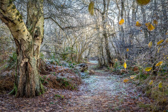 view of a frosty wintery woodland looking p a path with a tree trunk to the left and more trees in the distance and to the right. on the right there are still some yellow leaves from autumn left on the branches