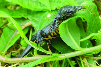 A black and yellow Great Crested Newt rests on green leaves, its textured skin and detailed features visible in natural light.