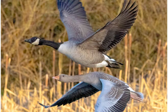 Greylag and Canada Geese flying. Photo by Sean Jones