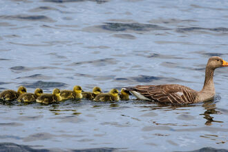 Greylag with a line of goslings