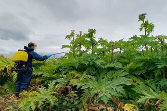 A person in a blue hazmat suit stands to the left of the frame, treating person-height giant hogweed with a tube