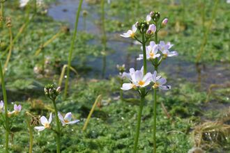 Watercress flowers, white with yellow centers, bloom amidst a dense green aquatic plant bed with visible water. Some flowers are fully bloomed, others are in bud.